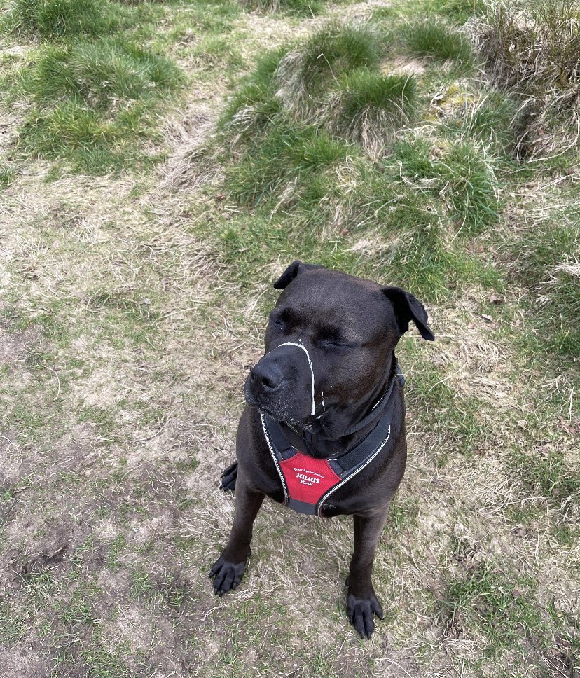 therescuehotel's tweet photo. Morning 😍

Gia here, a former resident of the hotel 

I just wanted to pop on and make sure you all know.  Do not shake and slober. You can, but do not do this at the same time otherwise you’ll end up looking like this. I’m not sure this is a good look🤣 https://t.co/s0qQhLoUCS