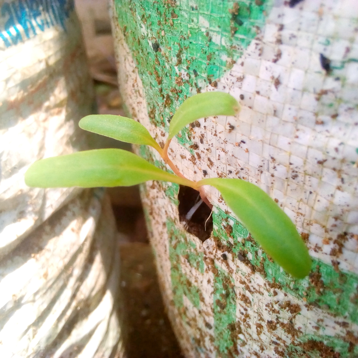 changing the way we eat during this Pandemic,
Grow your own food to live in a new dimension.Papa John Batista practicing @suckgardening to improve his health and daily diet as well as uplifting his spiritual well being
#worldfoodprogram #foodsolutions #Malnutrition #FoodSystems