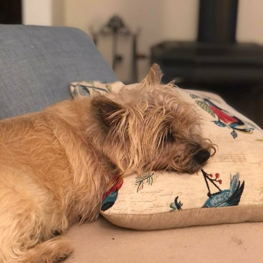 nicstarr_author's tweet photo. When I’m wet and tired from running around chasing kangaroos, I like to come inside, dry off on the rug then plant my wet soggy doggy body on the couch #itsadogslife #cairnterrier #authorbuddy🐾 https://t.co/I3U8jH4wn3 https://t.co/R6o6g0LaeL