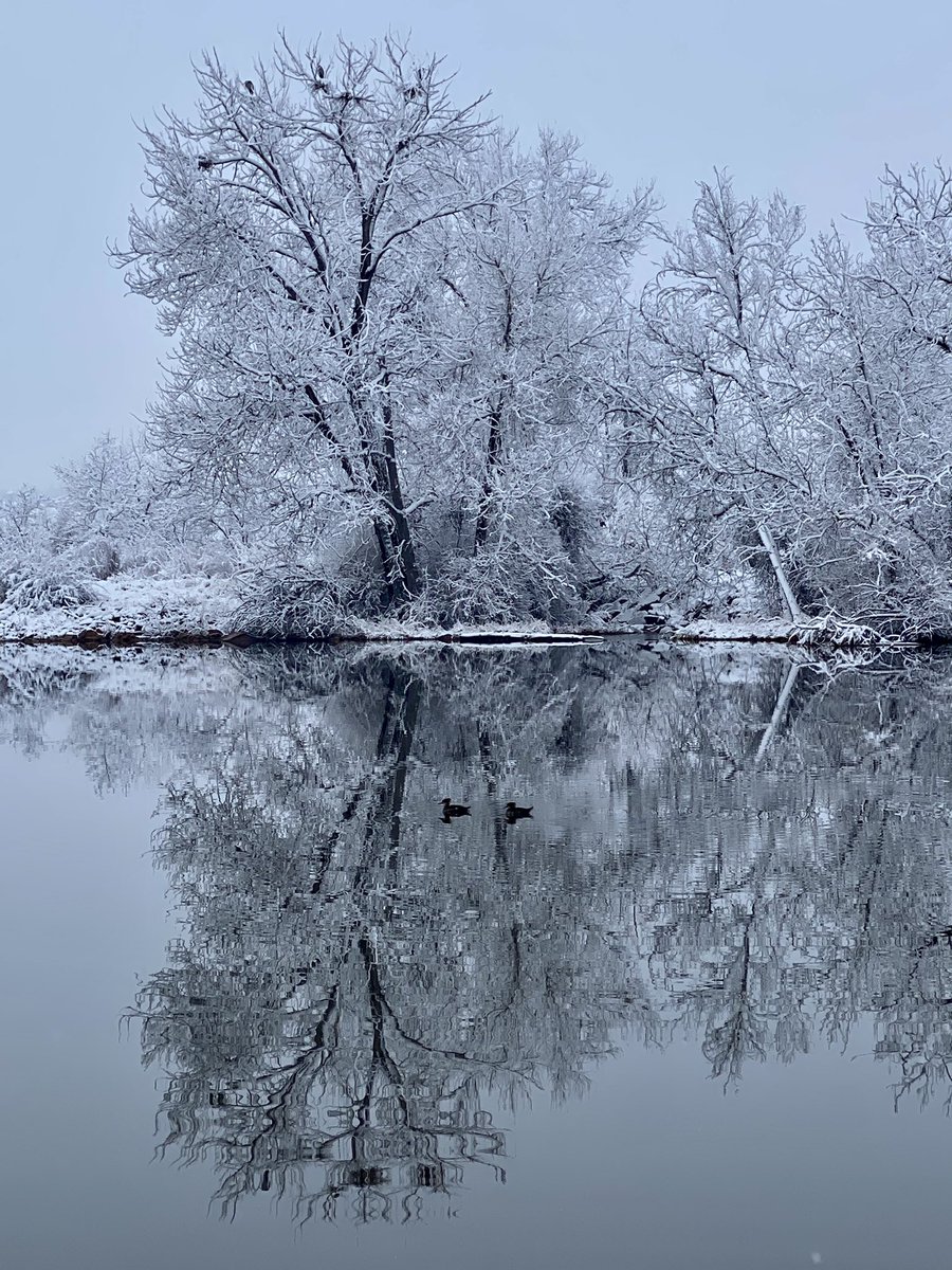 dklein7's tweet photo. Beautiful, Peaceful walk, #SpringWonderland this morning at #MetzgerFarms #OpenSpace #Broomfield & #Westminster #ColoRADo 3/22/2021 #SpringTimeInTheRockies #Goose #Coyote #GreatBlueHeronRookery https://t.co/aHQxDFhTkm