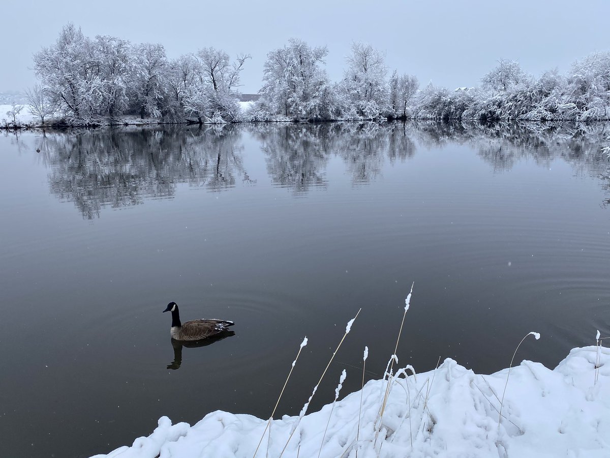 dklein7's tweet photo. Beautiful, Peaceful walk, #SpringWonderland this morning at #MetzgerFarms #OpenSpace #Broomfield & #Westminster #ColoRADo 3/22/2021 #SpringTimeInTheRockies #Goose #Coyote #GreatBlueHeronRookery https://t.co/aHQxDFhTkm
