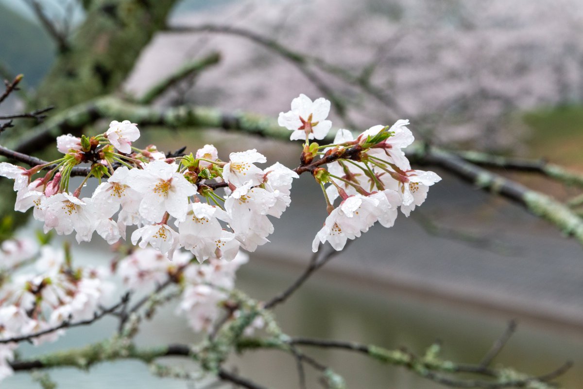 立岡自然公園 立岡自然公園