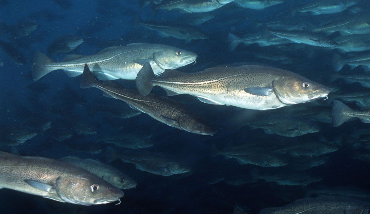 UK_NSC's tweet photo. Did you know that wild cod can grow up to 51 inches and weigh up to 77 pounds?! Cod spawn near the ocean floor from winter to early spring, and larger females can produce 3 to 9 million eggs when they spawn!🐟 #Fish #Cod #Norway #Fishing #WildCod #SustainabilityMatters #Seafood https://t.co/lFgnaSdlZQ