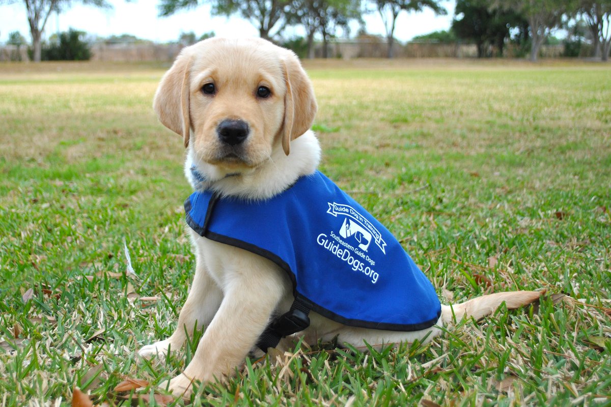 LiskeardCouncil's tweet photo. Today as part of our #VirtualCommunityFair we focus on @GuideDogsSW who provide services for children, young people and adults and help the whole family, providing support and advice on many issues, including education
https://t.co/mItwXmKggB
#Liskeard
https://t.co/9IsuWCv9P8 https://t.co/J7BmVA0zCT