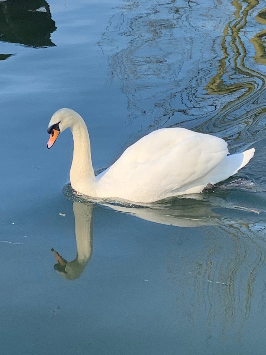 Speedboard83's tweet photo. Spring has sprung here in sunny Windsor 

#springtime #spring #springhassprung #windsor #sunshine #mondaymood https://t.co/iXoIcnnHq7