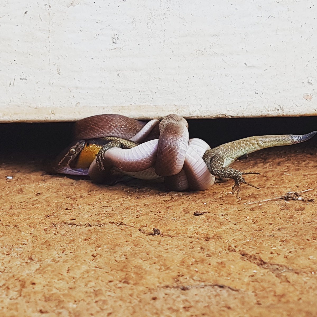 TPGandiya's tweet photo. Oh this? Just another day in The suburbs. A snake deciding to have its lunch in front of the garage.
#thisiszimbabwe https://t.co/mBxdDxhiuw