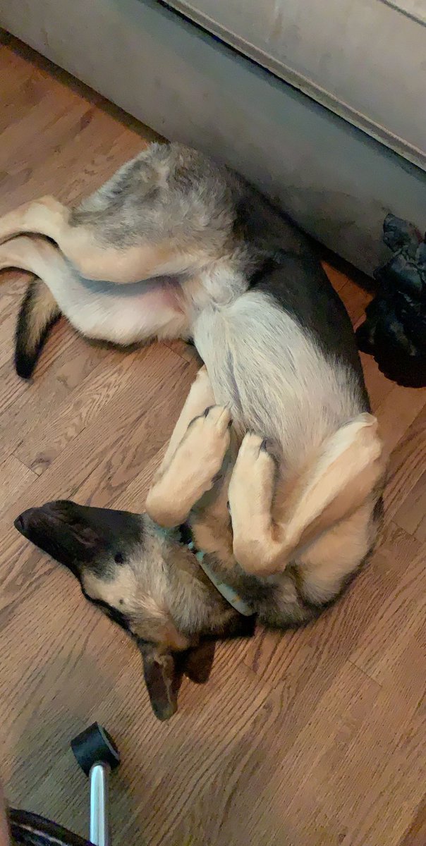 noah_domit's tweet photo. If you’re reading this, I hope you have a good day ❤️ If you need some inspiration here’s a cute picture of Liebe for help https://t.co/UZIXfzNNtU