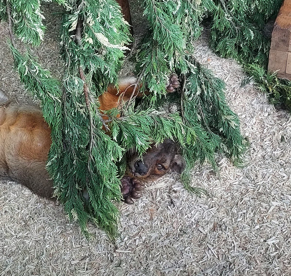 _africaalive's tweet photo. We caught our male fossa playing hide and seek in his enclosure this morning. Here he is looking very cute hiding behind a conifer! https://t.co/xLWlzzVQ24