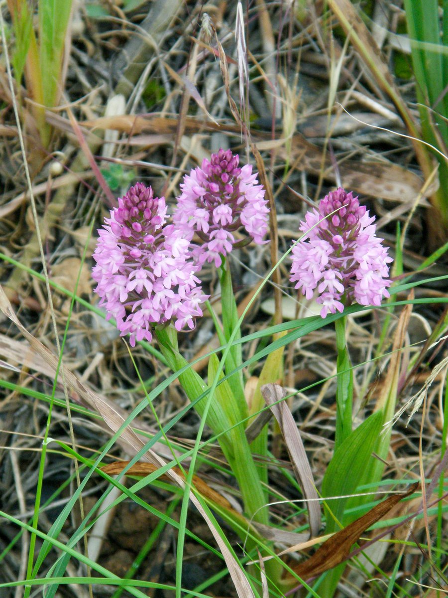 marthonio_'s tweet photo. #MondayStories: my analyses decided to give cr@ppy results. Seeking for #motivation, I found this; 2009, Ecology class #fieldtrip. My 1st #orchid encounter, those cute #PyramidalOrchids, at an olive grove in #Lesvos. That was it. On that day I met my #destiny ๐ *orchid emoji* https://t.co/NakwJbhjxQ