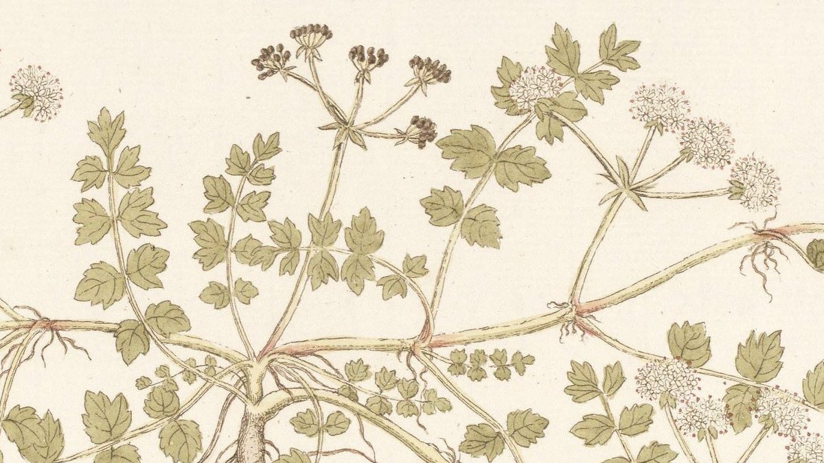 Plants400's tweet photo. Plant 383: The best-known Apium species is cultivated for its fleshy leaf stalks (celery) or swollen roots (celeriac). https://t.co/kt3MWNc4KF https://t.co/UgDqx7ik61