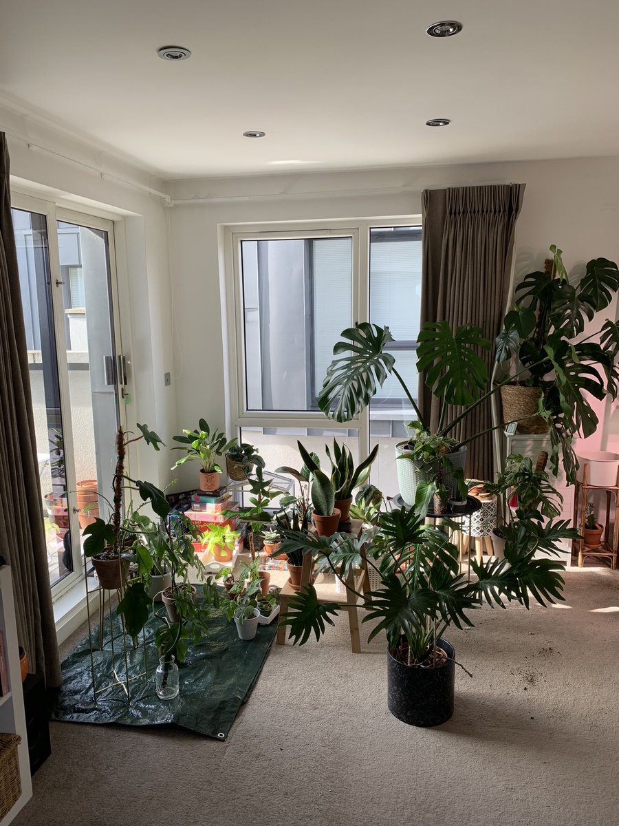 OTRMW's tweet photo. Busy morning, just *some* of the houseplants sorted for spring, repotting, treating and watering 😀 now basking in some sun till I hoover! Can’t wait to see their growth this summer!! ❤️🪴 https://t.co/nl6P0rZugx