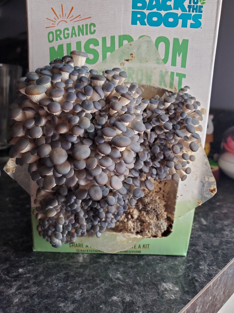 AMisakichi's tweet photo. Am I officially a mushroom farmer now?? Can't wait to harvest these shroomie boys @BacktotheRoots #growonegiveone https://t.co/qafH0rhdUQ