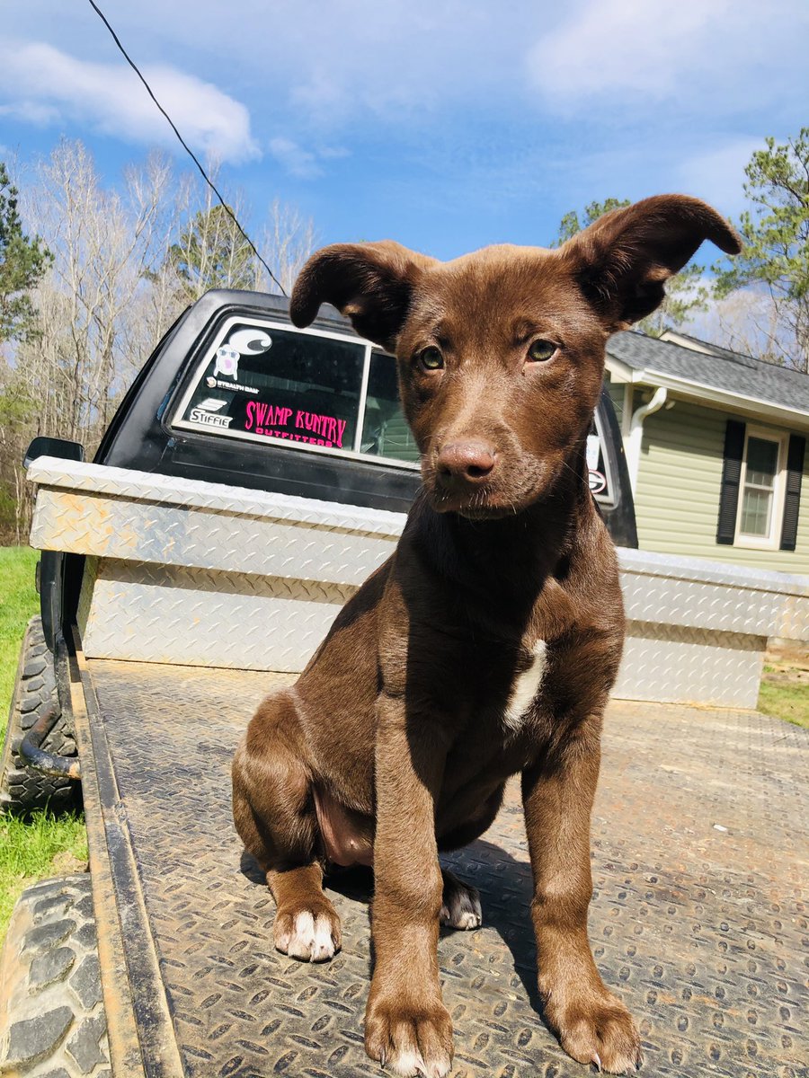 AutumnMcCain4's tweet photo. Just a pup on a truck 

#DogsofTwittter #Toyota #AdoptDontShop #cute #dogs #puppy #MondayMorning https://t.co/OytG8usMAL