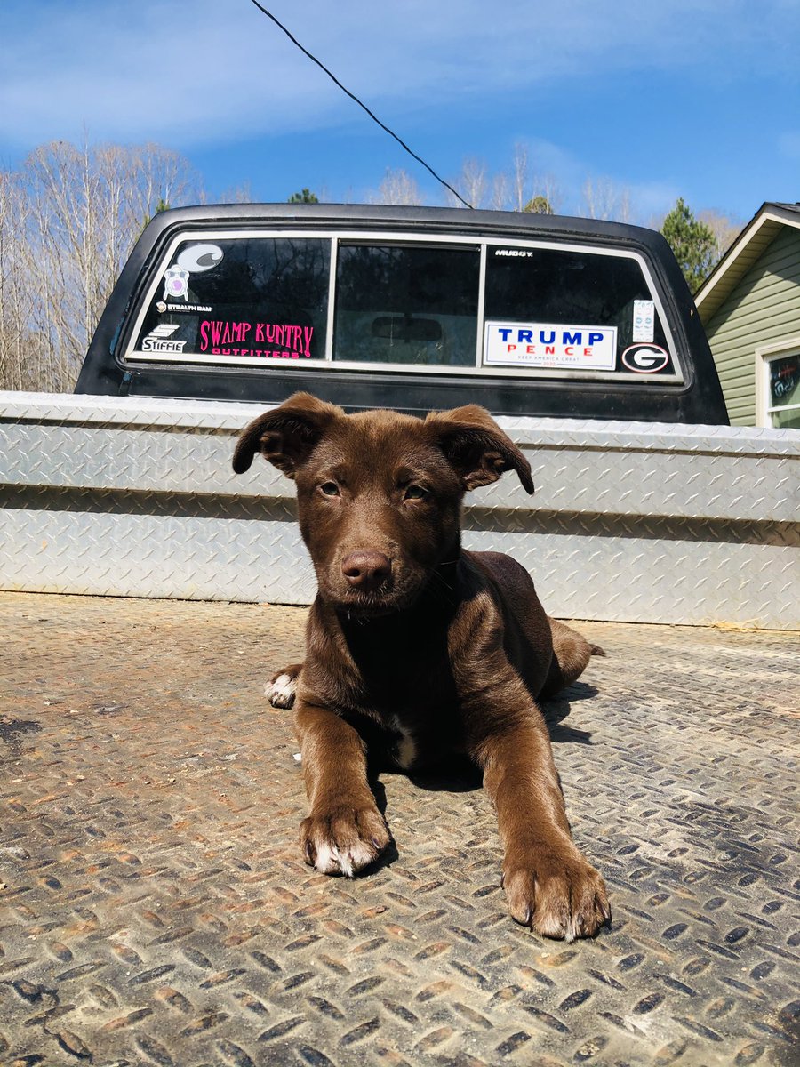 AutumnMcCain4's tweet photo. Just a pup on a truck 

#DogsofTwittter #Toyota #AdoptDontShop #cute #dogs #puppy #MondayMorning https://t.co/OytG8usMAL