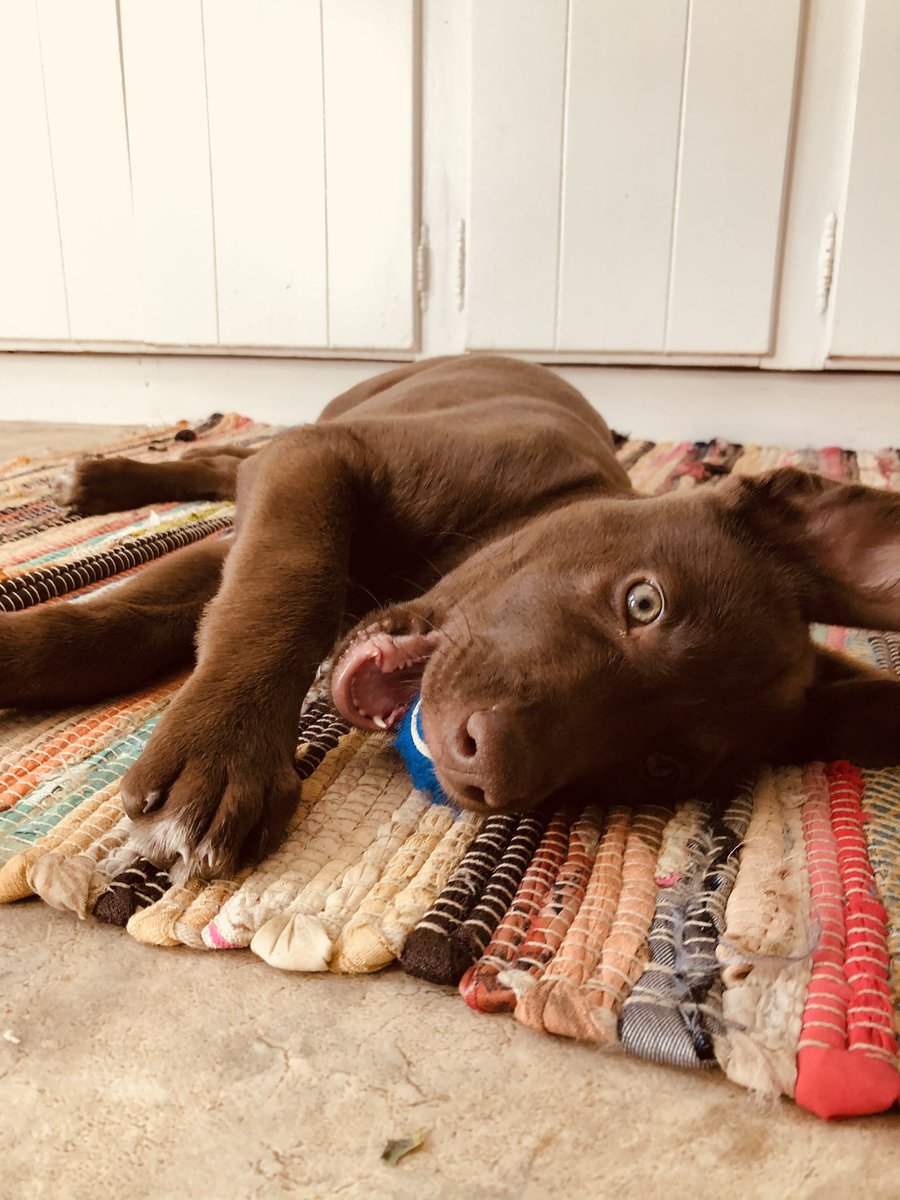 AutumnMcCain4's tweet photo. I’m obsessed with you miss macie girl 🐾💗🤩

#obsessed #mondaythoughts #AdoptDontShop #cute #dogsoftwitter #iloveyou https://t.co/tqeHAxf2BD