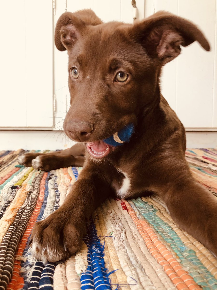AutumnMcCain4's tweet photo. I’m obsessed with you miss macie girl 🐾💗🤩

#obsessed #mondaythoughts #AdoptDontShop #cute #dogsoftwitter #iloveyou https://t.co/tqeHAxf2BD