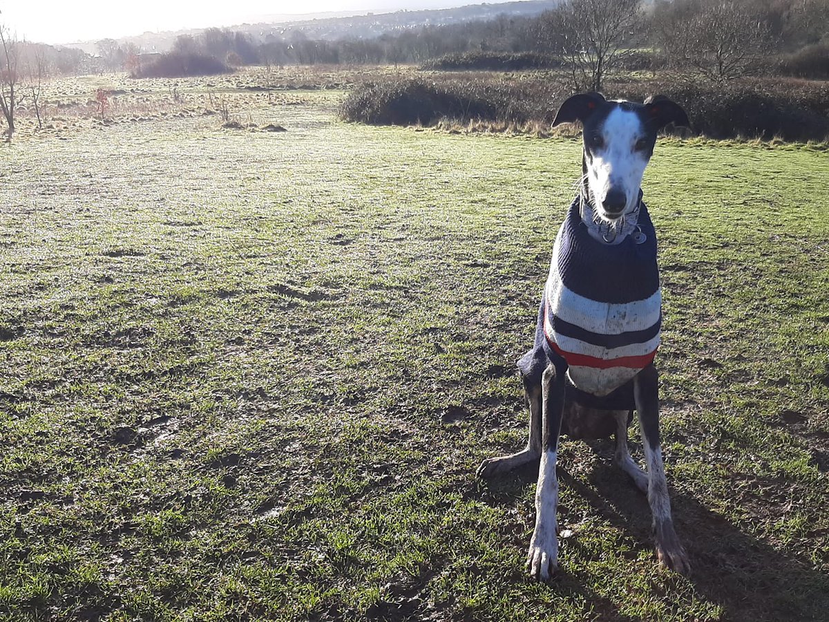BRHConsultants's tweet photo. Week 4 of the @activedevon #letswalkdevon. It is much easier when you get to walk around with this beauty! Introducing Diego, @HermosoPaloma's best friend.
As part of this challenge, we are raising funds for @YoungMinds. You can support us here: https://t.co/51XlCeYXPG https://t.co/Uf8nSKHZX9