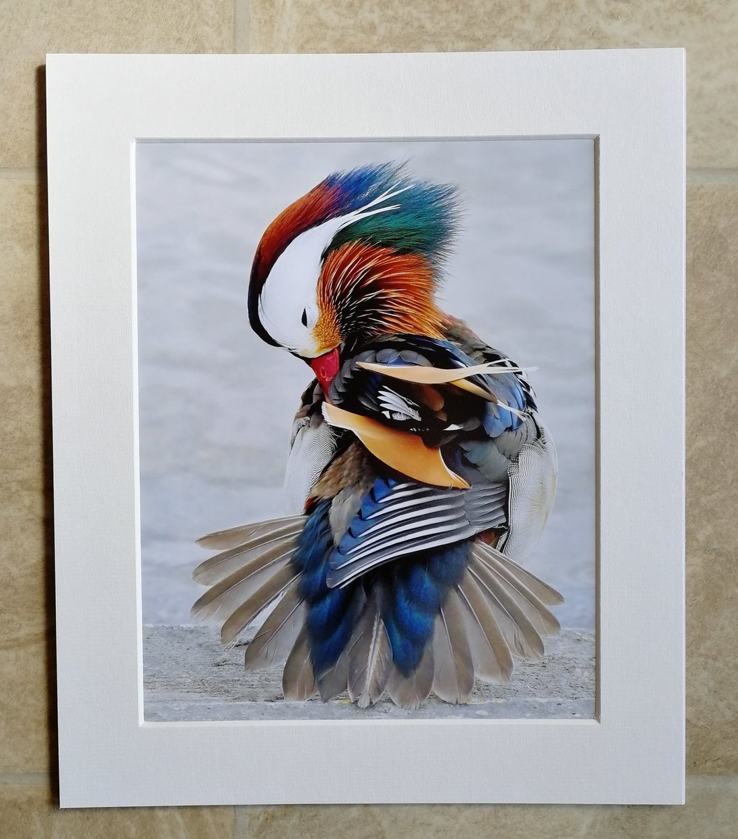 'Male Mandarin' 10x8 mounted print. I can't believe this photo wasn't in my print collection before now, it's one of my most popular ever shots!  Well, it's finally available now, and you can buy it here; https://www.carlbovis.com/product-page/male-mandarin-10x8-mounted-print 