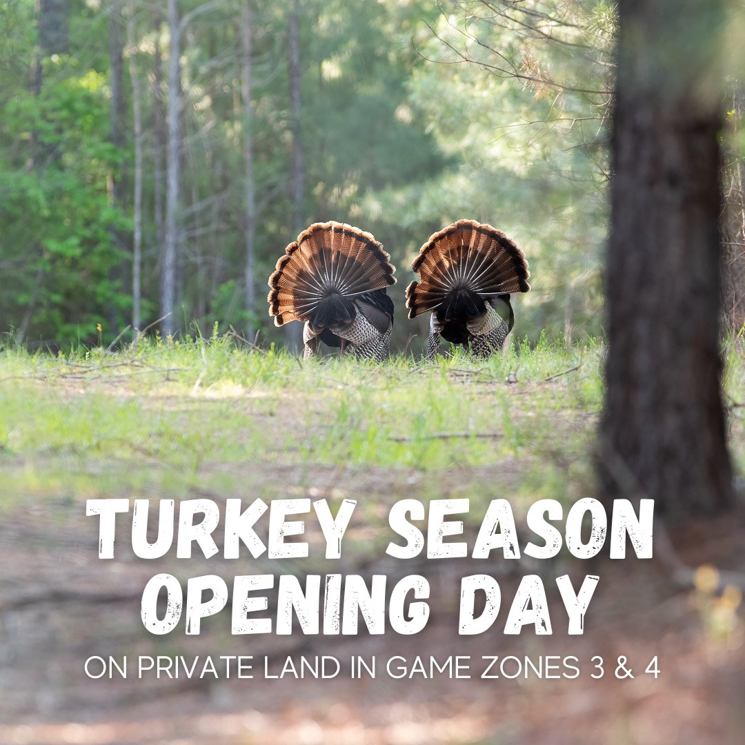 SCDNR's tweet image. Turkey season has officially started on private land in Game Zones 3 &amp;amp; 4! 🦃🦃🦃  Share your harvest using #HuntSC or in the comments below! 👇

📌 Don’t forget that you must report your harvest via S.C. Game Check! Get out there, have fun, and hunt safe! 

[Photo: Nancy Lee]