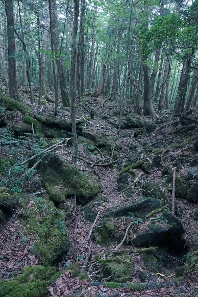 Releasing some unseen content filmed in Japan's ghost forest as NFT with @withFND  For 2 days we spent trekking into the forest recording a figure walking around. We took that footage and manually erased the figure using machine learning processes to fill in the physical form.