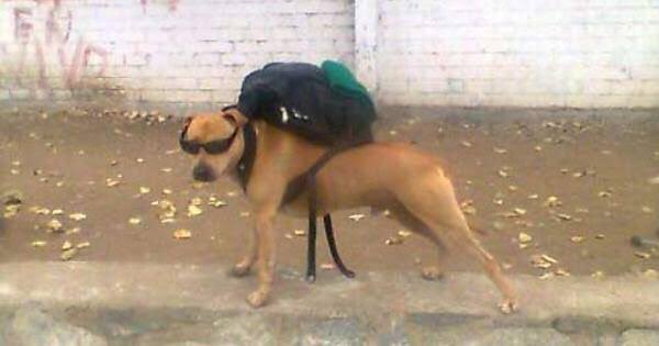 willrcr's tweet photo. mais um dia de trabalho concluído🤝💪🏻 #fé #foco #determinação #auau #cachorrao #namorandosaipralaviralatas #trafico #pitbull #docil #brabao https://t.co/aDSUxekd0b