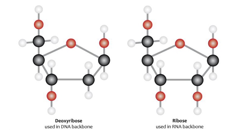 genomicsedu's tweet photo. Are you studying or teaching #genetics and #genomics? Our Flickr library has lots of free images you can use! https://t.co/DntfaghLKB https://t.co/btgS6TbN1t