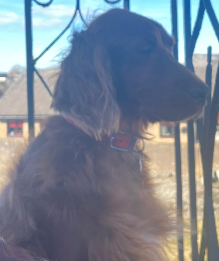 comfy_cards's tweet photo. Most definitely, my happy spot.ππ€πΎπΎ #irishsetters #Rorytheirishsetter #balconydug #dogs #redsetters #happy #simplepleasures https://t.co/5CEO2pxAHu
