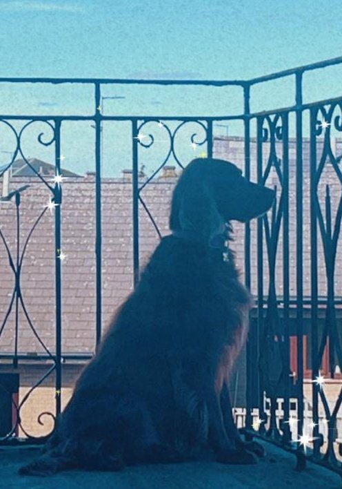 comfy_cards's tweet photo. Most definitely, my happy spot.ππ€πΎπΎ #irishsetters #Rorytheirishsetter #balconydug #dogs #redsetters #happy #simplepleasures https://t.co/5CEO2pxAHu