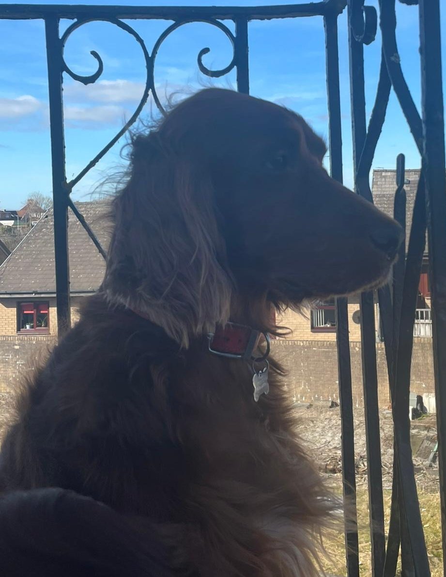 comfy_cards's tweet photo. Most definitely, my happy spot.ππ€πΎπΎ #irishsetters #Rorytheirishsetter #balconydug #dogs #redsetters #happy #simplepleasures https://t.co/5CEO2pxAHu