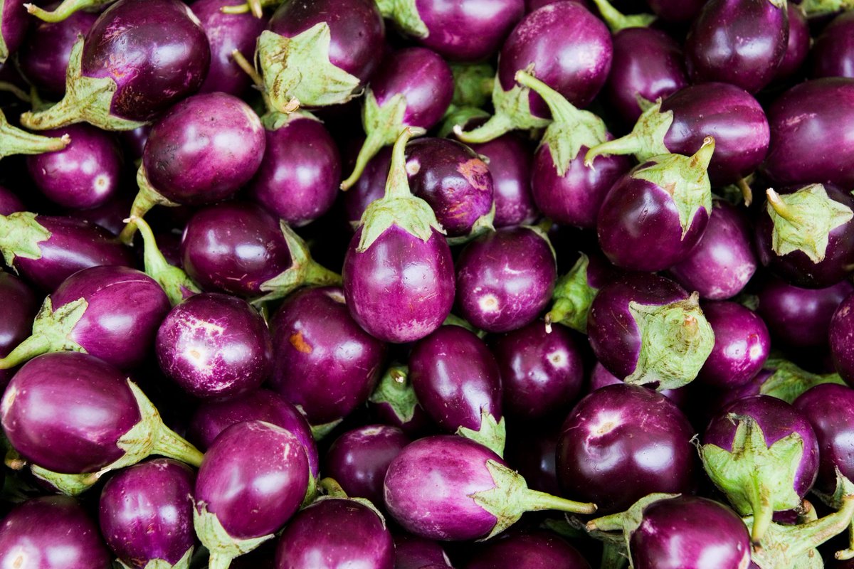 ShenValleyAgent's tweet photo. Fresh #veggies from the garden, such as eggplants, make any meal that much better. #mygarden  https://t.co/oN7fkp3PUZ https://t.co/fTdNnFnnoe