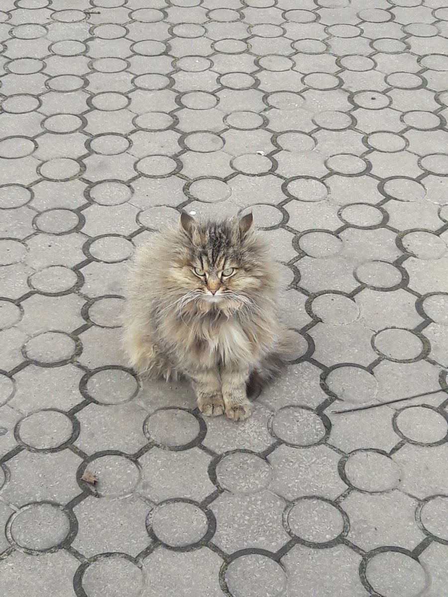 sniolya's tweet photo. Такой милаш https://t.co/Cn1YZ2QVj2
