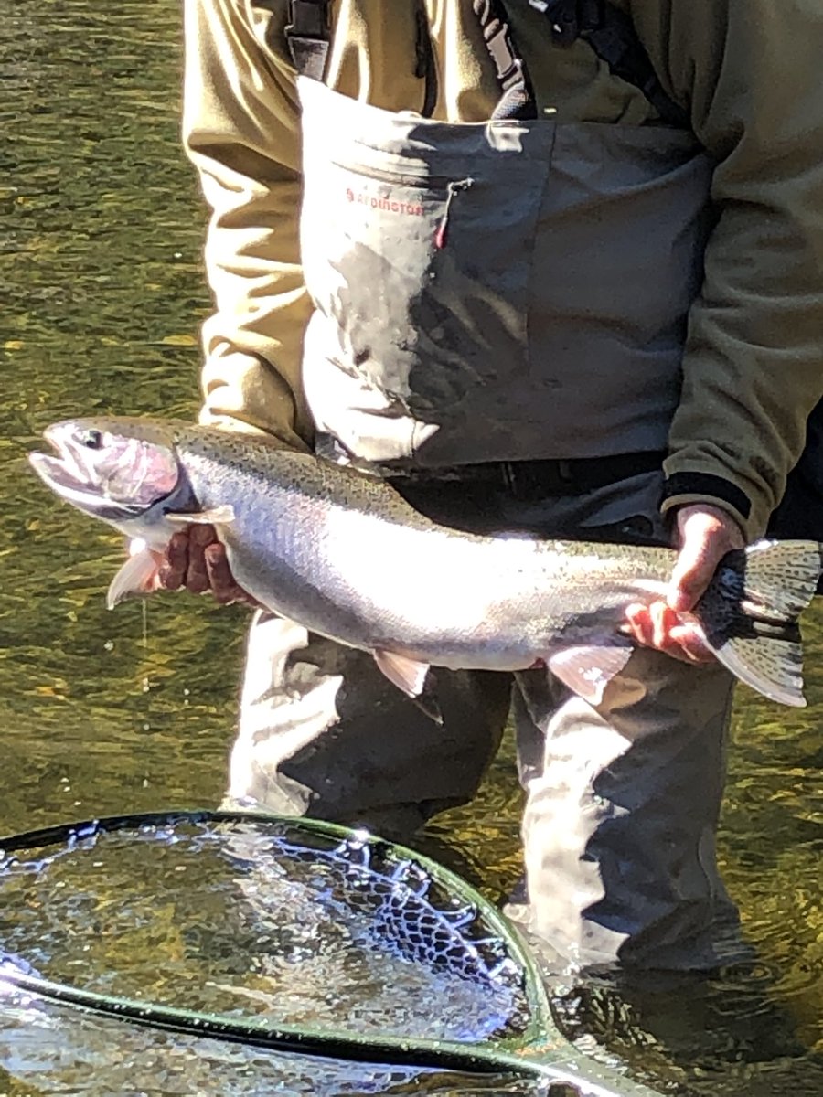 AKflyOutfitter's tweet photo. Steelhead are starting to show up. This beautiful fish can be found in Sitka area rivers. Best fishing for these fish is in April and May. Info at https://t.co/GBXzQQCIQf https://t.co/nPGyJQbHDj