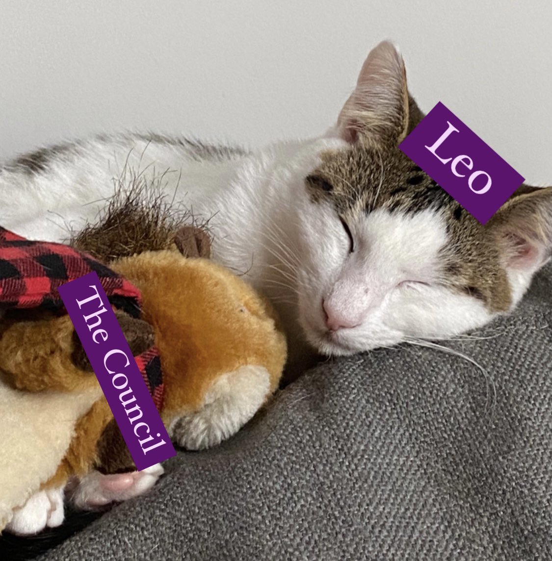 TheCouncilPod's tweet photo. We’ve heard your pleas &amp; we can’t promise you anything but we’re trying our hardest to #BringBackLeo https://t.co/OPFhvwBzbg