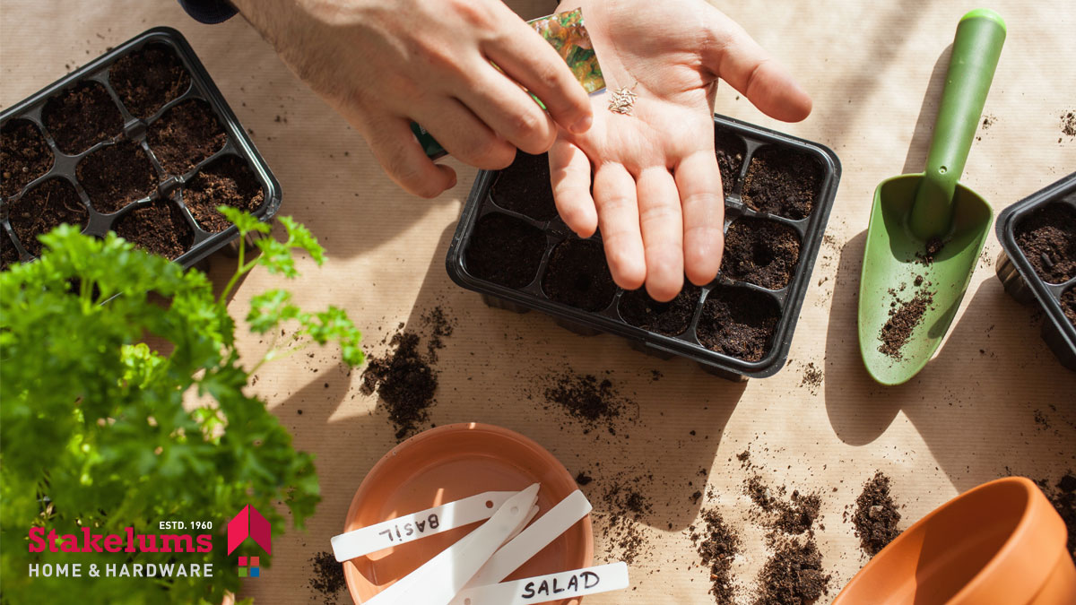 stakelums's tweet image. Grow your own vegetable or brighten up your garden with stunning flowers this spring. Choose from 100's of seeds available online for home delivery🥒🥕🥦🍅 
➡️ bit.ly/2Qicg2D 
#greenfingers #stakelums #gardening #seeds