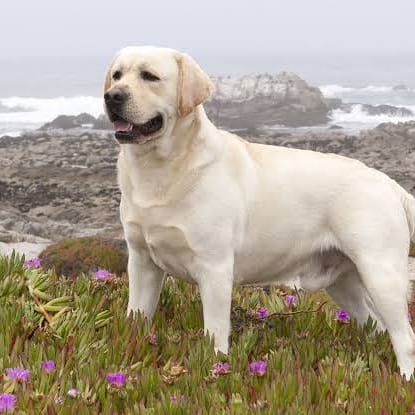 Labrador Retriever Dogs Lovers🇺🇸 tweet media