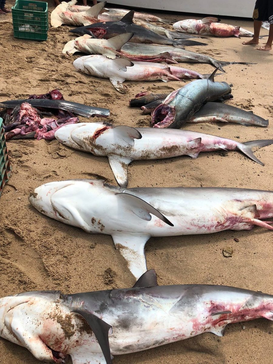 NakaweProject's tweet photo. They provide us with incredible ocean knowledge that they have gained through experience from fishing all their lives.
Photo: Regina Domingo
#artisanalfisheries #fishing #sharkfishing #ecotourism #conservation #nakaweproject https://t.co/e5NjRznYv7