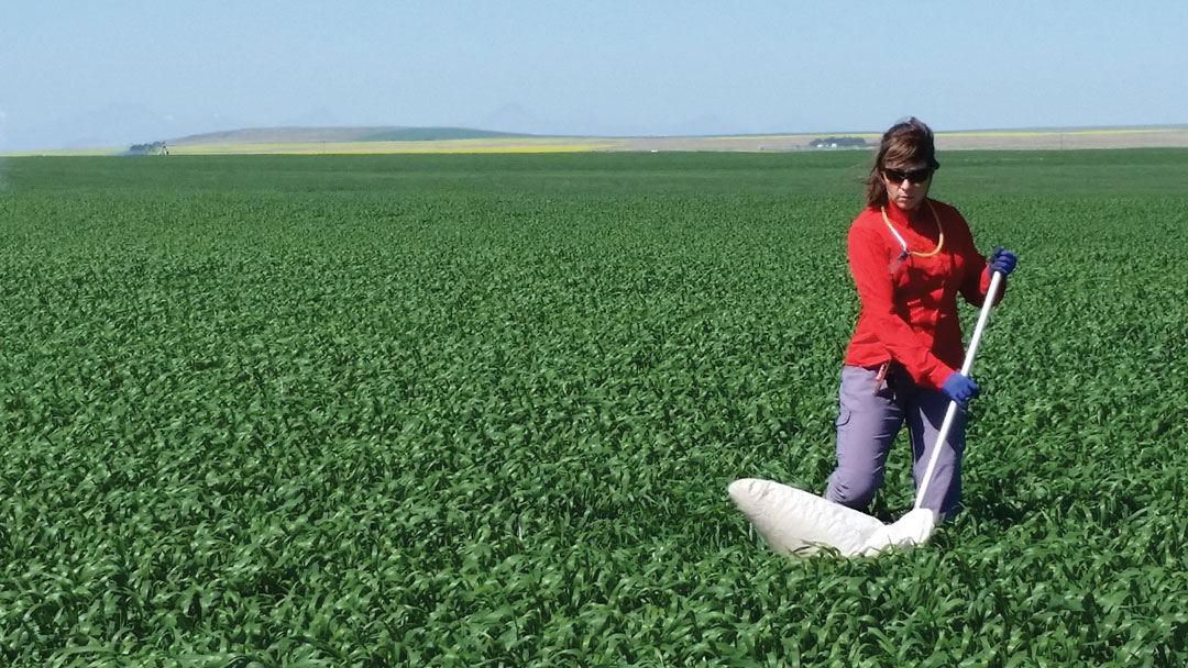 “When we kill a pest’s natural enemies, we inherit their work.” Researchers examine the appetites and economic value of beneficial insects on western Canadian farms: grainswest.com/2021/03/friend… <a href="/haleycatton/">Haley Catton</a> <a href="/westerngrains/">WGRF</a> <a href="/AAFC_Canada/">AAFC Canada</a>