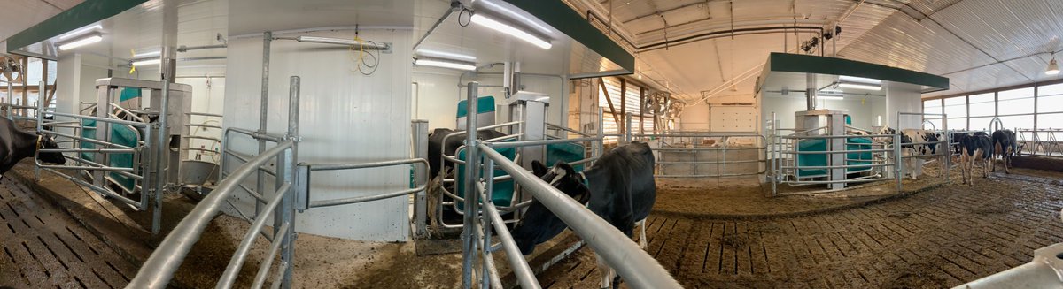 dairylanesystem's tweet photo. A pano shot of robot feed training this past weekend while prepping the cows for starting up today! This is a 3 GEA R9500 retrofit installation at Macksvilla Farms.
#DLSdairy #DLSrobotics #dairyfarmers #dairyfarming #dairycows #dairy #agriculture #milk #cowcomfort https://t.co/JCueSMwWDG