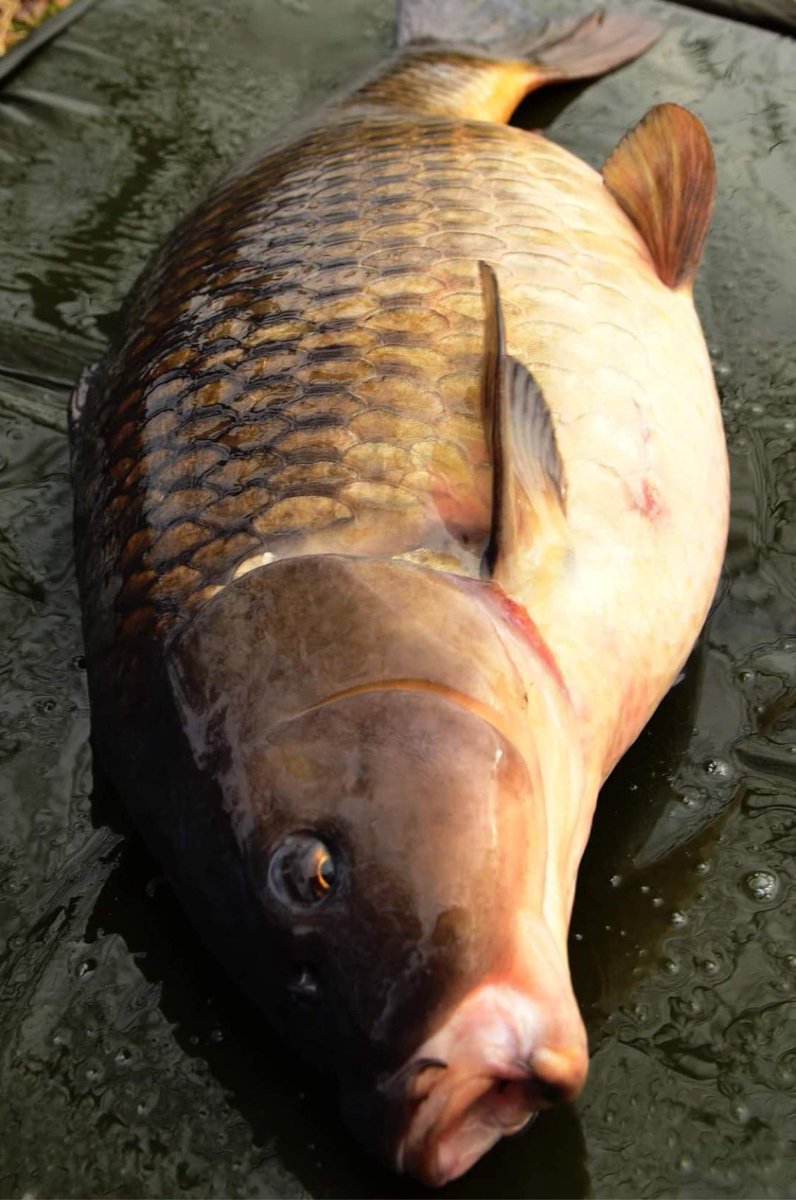 jhbaits's tweet photo. There's some carpy captures coming in from this weekend by our team members.

Do you have any carpy shots you'd like to share? 

Comment below!!!

#JHBaits #nocompromiseonquality #thefuture #onlythebestcarpfood #HighAttract #KLF #carpfishinglife #carpfishinguk #fishing https://t.co/KSbdXVCc10