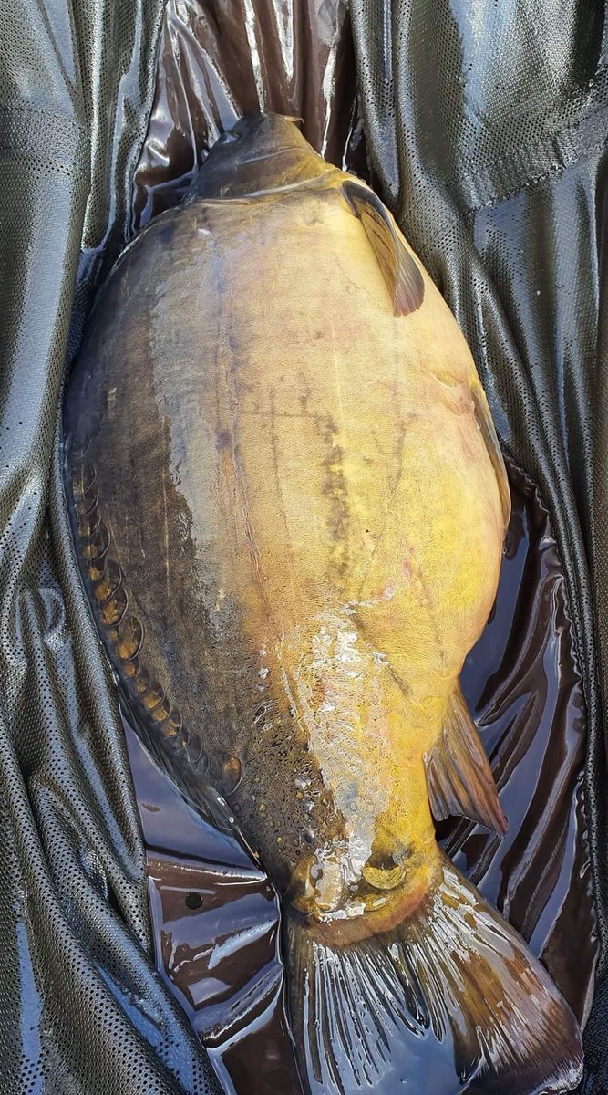 jhbaits's tweet photo. There's some carpy captures coming in from this weekend by our team members.

Do you have any carpy shots you'd like to share? 

Comment below!!!

#JHBaits #nocompromiseonquality #thefuture #onlythebestcarpfood #HighAttract #KLF #carpfishinglife #carpfishinguk #fishing https://t.co/KSbdXVCc10
