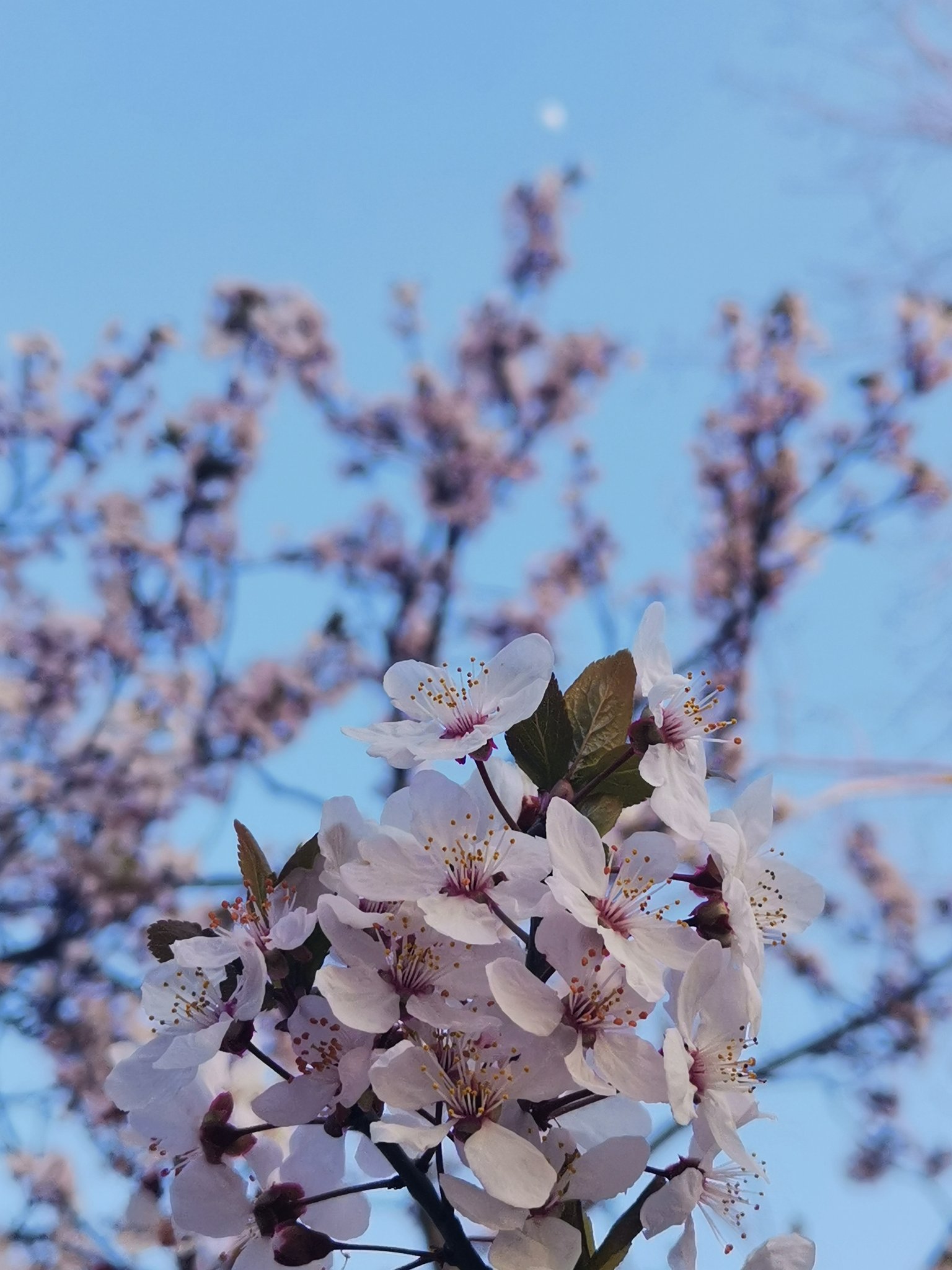 三度花開 Wood