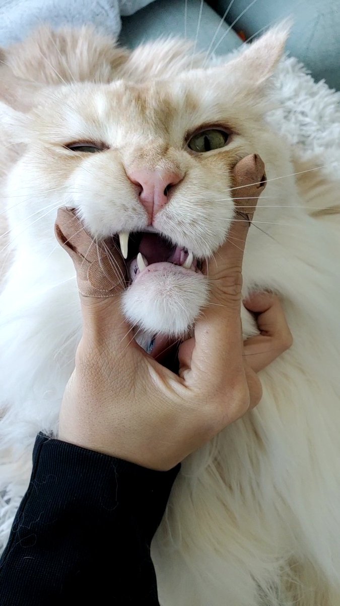 hakutheneko's tweet photo. 僕は牙が長いんだじょ

#cat #CatsOfTwitter #mainecoon #ねこ #猫 #猫のいる暮らし #メインクーン https://t.co/20VSdJyYUD