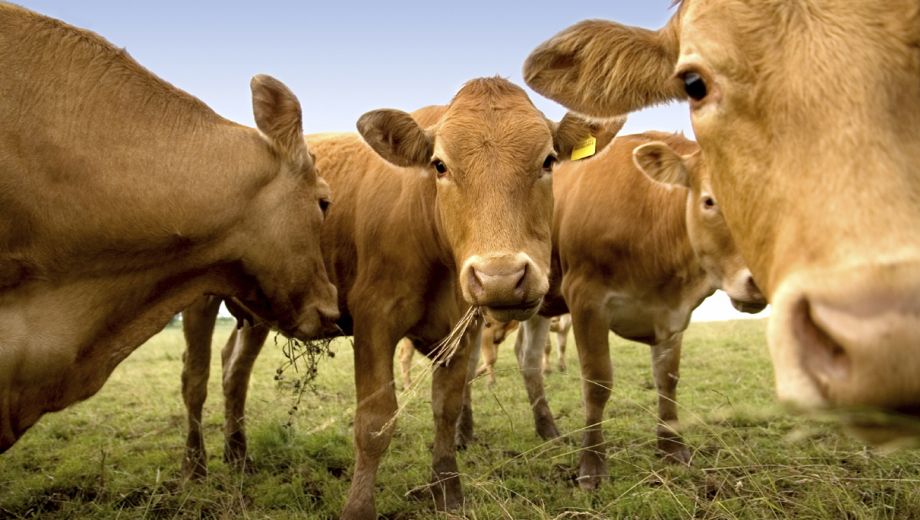 Dansscholen zijn dicht, maar dansen met koeien mag wel! Ik vertel je meer in Plus Magazine: plusonline.nl/lekker-weg-in-…