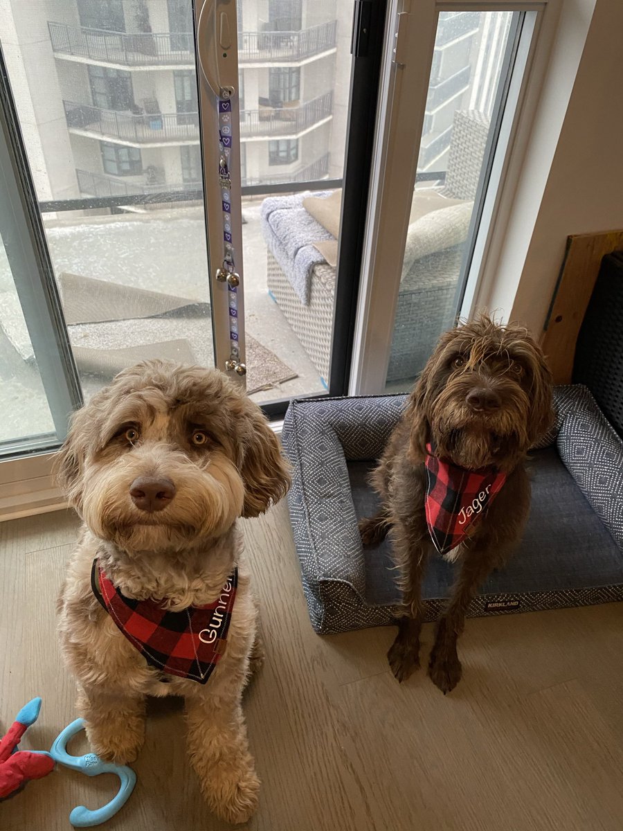 _chrissietaylor's tweet photo. @breakfasttv Gunner our 1yr old Aussiedoodle and Jäger our 4 year old Pudlepointer “wake up with BT”. https://t.co/M9HSgCegDo