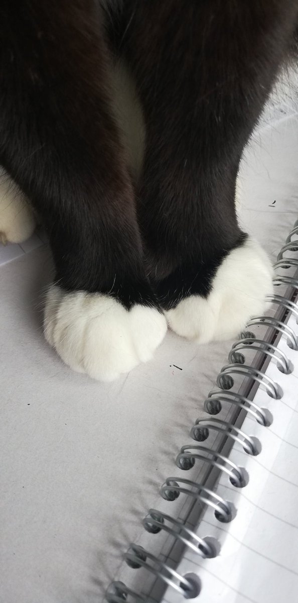 Dash_comma_'s tweet photo. Hello been away for a while catching rats. Want to show you my really neat feet. #CatsOfTwitter #CatsOfTheQuarantine #cats #catsonlockdown https://t.co/12pKSPomGU