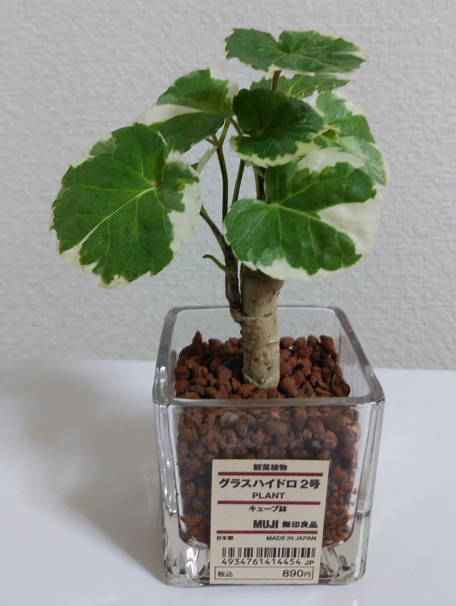 Sakura K 簿記 シンプル暮らし ポリシャスの成長 こんなちっちゃい葉っぱあったかな というくらい成長してくれます 一番上の葉は伸びてます 左 買った時 中央 右 3月22日 無印良品 無印 ハイドロカルチャー ポリシャス 観葉植物