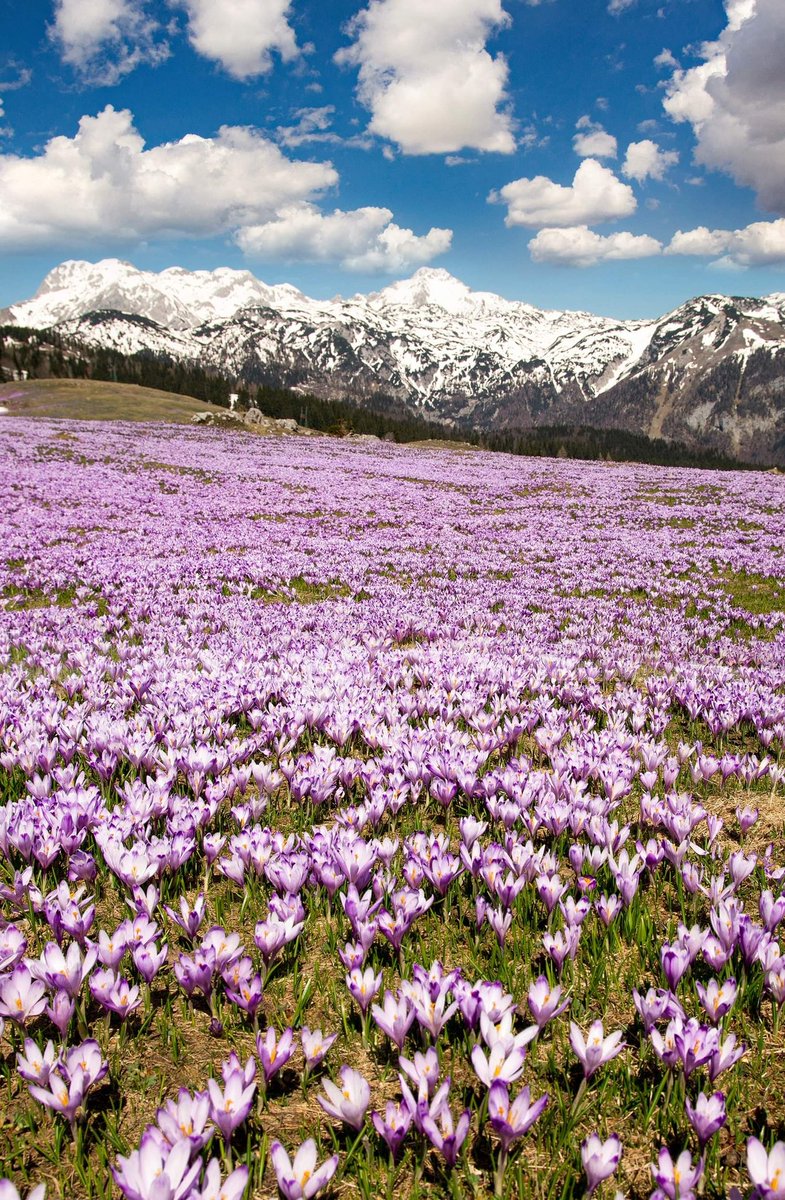 Velika Planina 🇸🇮 <a href="/KocaVel_Planina/">KocaVelikaPlanina</a> <a href="/SloveniaInfo/">Feel Slovenia</a> #travel #natgeo #natgeotravel #PictureOfTheDay #YourShotPhotographer #photography #MondayMorning #MondayMotivation #Mondayvibes #spring #flower #crocus #saffron