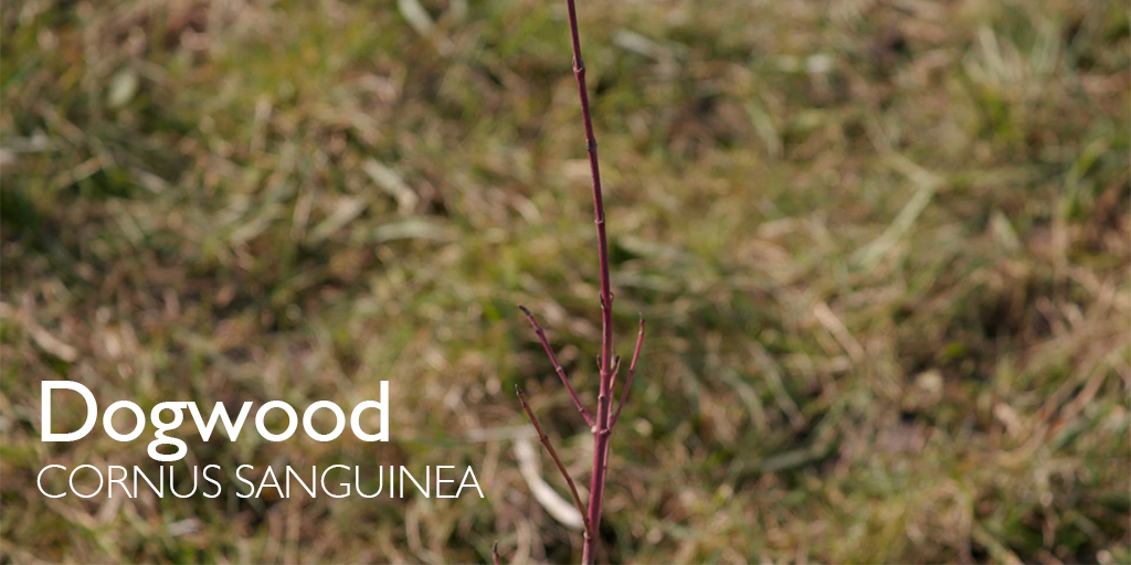 ComptonVerney's tweet photo. We'd like to thank the @WoodlandTrust for donating the 800 saplings for the new hedge at the edge of our Park. The hedge will provide our existing trees with future protection from prevailing winds as well as a safe haven for wildlife.
#HedgePlanting #CVGrounds #LoveComptonVerney https://t.co/sDgGdQ1WQV