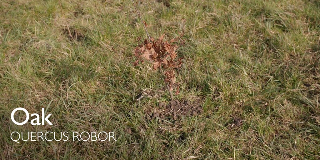 ComptonVerney's tweet photo. We'd like to thank the @WoodlandTrust for donating the 800 saplings for the new hedge at the edge of our Park. The hedge will provide our existing trees with future protection from prevailing winds as well as a safe haven for wildlife.
#HedgePlanting #CVGrounds #LoveComptonVerney https://t.co/sDgGdQ1WQV