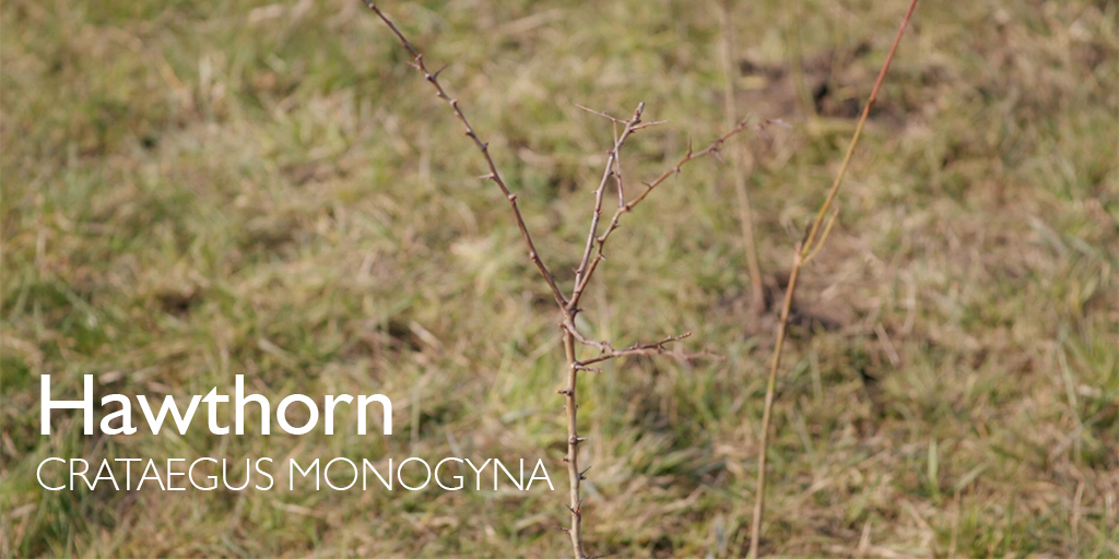ComptonVerney's tweet photo. We'd like to thank the @WoodlandTrust for donating the 800 saplings for the new hedge at the edge of our Park. The hedge will provide our existing trees with future protection from prevailing winds as well as a safe haven for wildlife.
#HedgePlanting #CVGrounds #LoveComptonVerney https://t.co/sDgGdQ1WQV